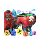 2.賑やかイロイロワンコ（個別スタンプ：30）