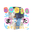 2.賑やかイロイロワンコ（個別スタンプ：31）