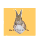 日常会話 うさぎとねこ（個別スタンプ：3）