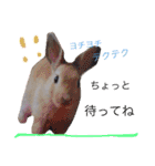 日常会話 うさぎとねこ（個別スタンプ：5）