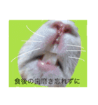 日常会話 うさぎとねこ（個別スタンプ：6）