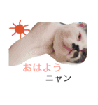 日常会話 うさぎとねこ（個別スタンプ：7）