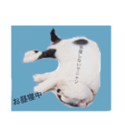 日常会話 うさぎとねこ（個別スタンプ：8）