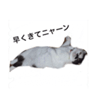 日常会話 うさぎとねこ（個別スタンプ：11）