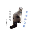 日常会話 うさぎとねこ（個別スタンプ：12）