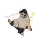 日常会話 うさぎとねこ（個別スタンプ：13）