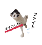 日常会話 うさぎとねこ（個別スタンプ：14）