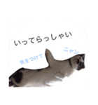 日常会話 うさぎとねこ（個別スタンプ：15）