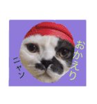 日常会話 うさぎとねこ（個別スタンプ：16）