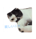 日常会話 うさぎとねこ（個別スタンプ：17）