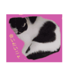 日常会話 うさぎとねこ（個別スタンプ：18）