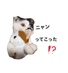 日常会話 うさぎとねこ（個別スタンプ：20）
