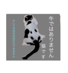 日常会話 うさぎとねこ（個別スタンプ：22）