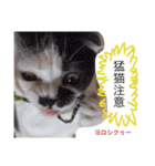 日常会話 うさぎとねこ（個別スタンプ：23）