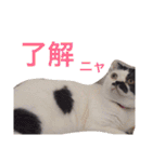日常会話 うさぎとねこ（個別スタンプ：24）