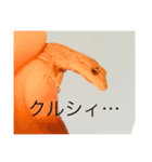 爬虫類くん（個別スタンプ：1）