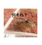爬虫類くん（個別スタンプ：3）