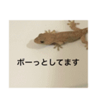 爬虫類くん（個別スタンプ：4）