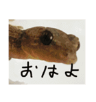 爬虫類くん（個別スタンプ：7）