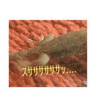爬虫類くん（個別スタンプ：8）
