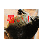 爬虫類くん（個別スタンプ：13）