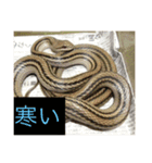 爬虫類くん（個別スタンプ：14）