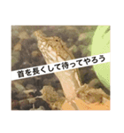 爬虫類くん（個別スタンプ：16）