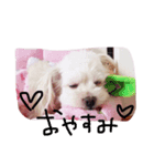 the wan（個別スタンプ：1）