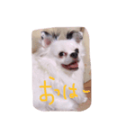 the wan（個別スタンプ：2）