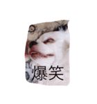 the wan（個別スタンプ：7）