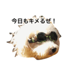ペコスタンプ（個別スタンプ：1）