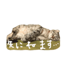 Curl curl 1（個別スタンプ：1）