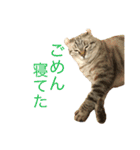 Curl curl 1（個別スタンプ：4）