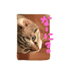 Curl curl 1（個別スタンプ：7）