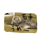 Curl curl 1（個別スタンプ：13）
