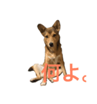 犬のちょ子スタンプ（個別スタンプ：1）