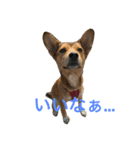 犬のちょ子スタンプ（個別スタンプ：2）