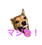 犬のちょ子スタンプ（個別スタンプ：4）