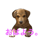 犬のちょ子スタンプ（個別スタンプ：6）