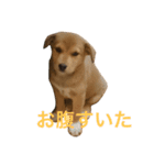 犬のちょ子スタンプ（個別スタンプ：7）