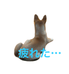 犬のちょ子スタンプ（個別スタンプ：8）