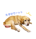 nana,02（個別スタンプ：3）