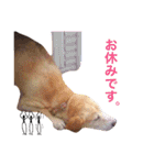 nana,02（個別スタンプ：20）