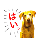 nana,02（個別スタンプ：30）