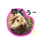 日常可愛いスタンプ（個別スタンプ：5）