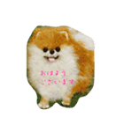 押し花コラージュスタンプmei（個別スタンプ：1）