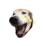 I love my dog  Jack（個別スタンプ：1）