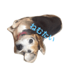 I love my dog  Jack（個別スタンプ：2）
