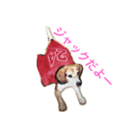 I love my dog  Jack（個別スタンプ：3）