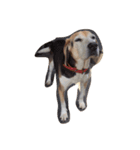 I love my dog  Jack（個別スタンプ：4）